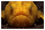 Lembeh